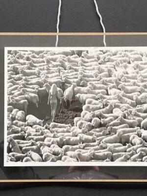 Trois photos de la bergère nue et entourée de moutons, nude in sheep tryptique argentique authentique par Michael Joseph