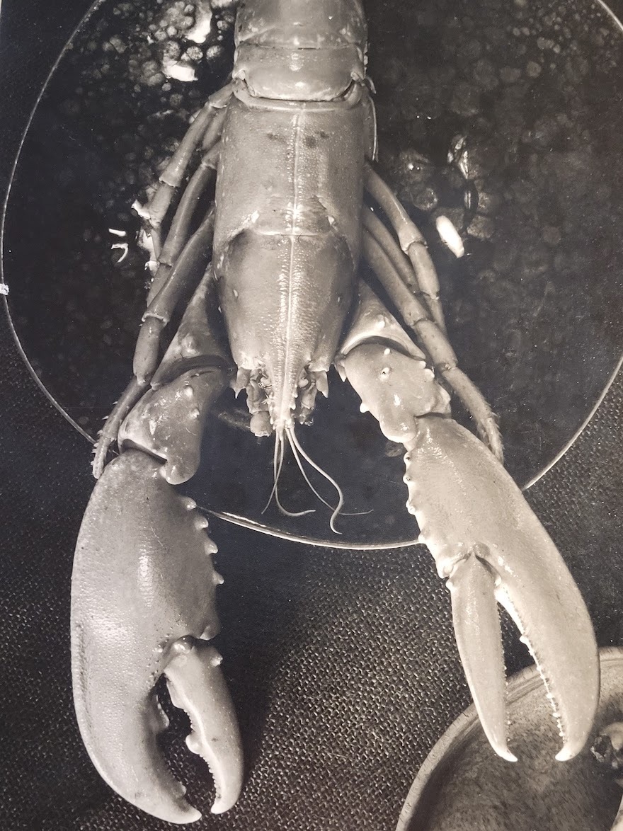 Un homard et trois bananes (tirage authentique noir et blanc réalisé en chambre noire) par Michael Joseph – Image 4