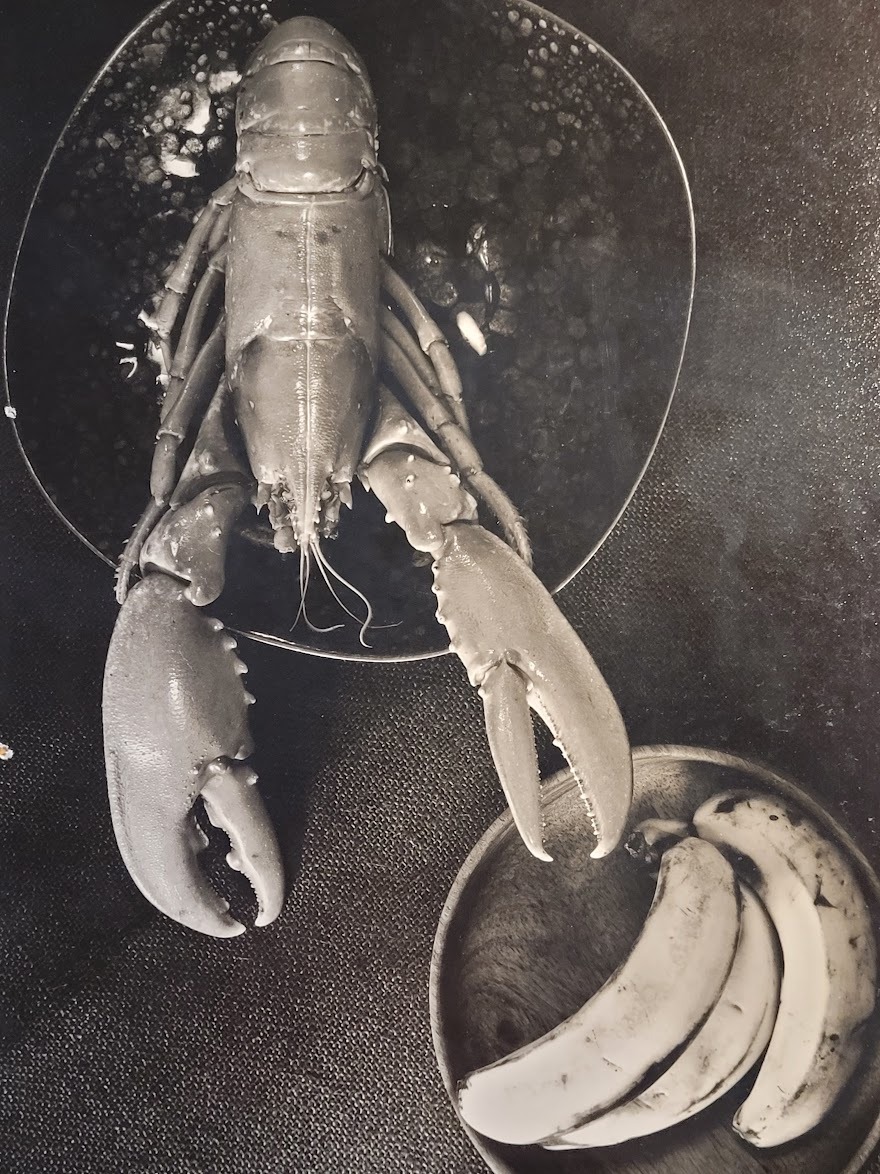 Un homard et trois bananes (tirage authentique noir et blanc réalisé en chambre noire) par Michael Joseph – Image 2