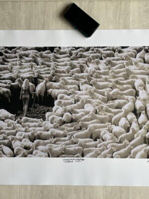 Bergère nue dans troupeau de moutons (publicité pour la laine IWF, années 70) – Tirage unique grand format noir et blanc, signé, par Michael Joseph
