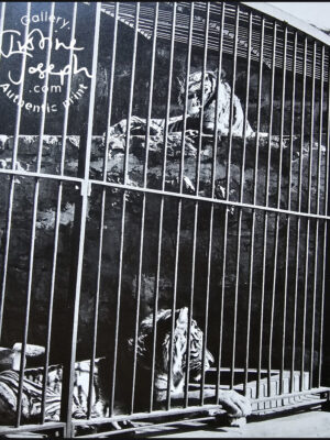 Tigers in the zoo in Johannesburg in the sunshine by Michael Joseph