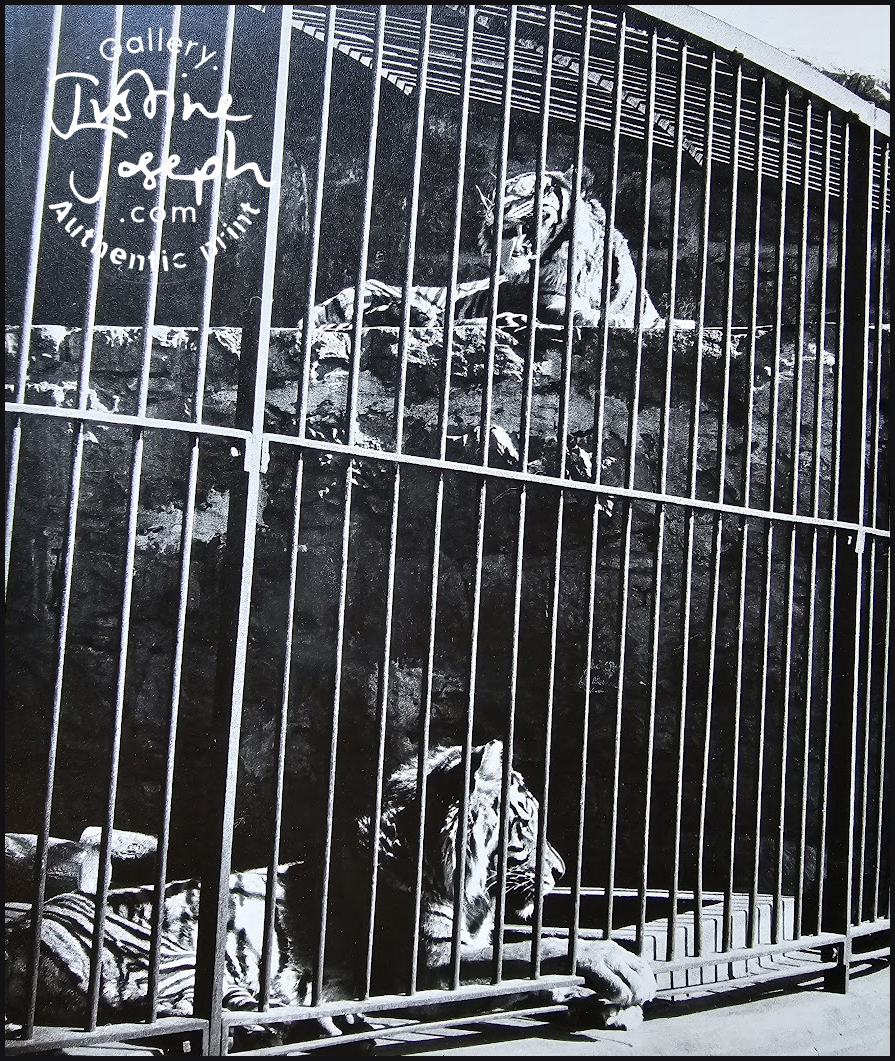 Tigers in the zoo in Johannesburg in the sunshine by Michael Joseph