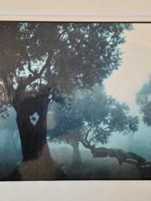 Misty Olive grove, a colour laminated print by Michael Joseph