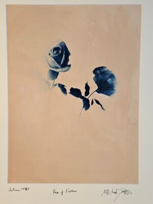 Rose and reflection - unusual and abstract flower by Michael Joseph