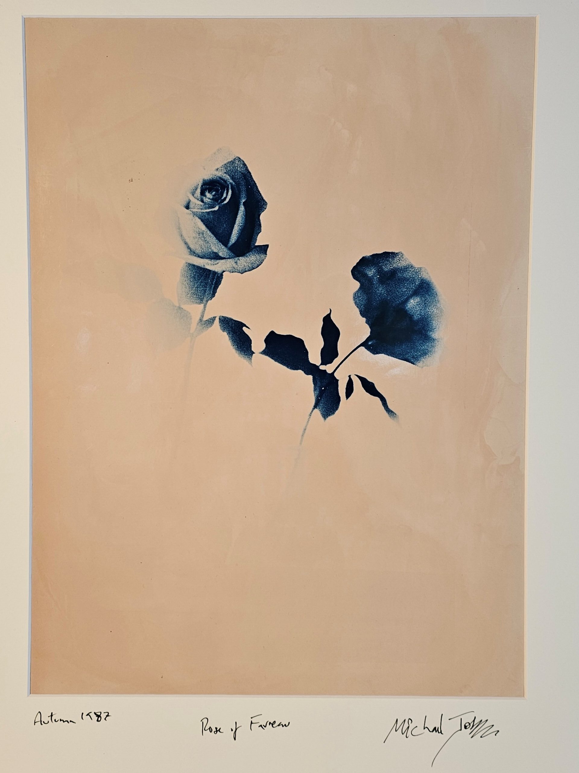 Rose and reflection - unusual and abstract flower by Michael Joseph