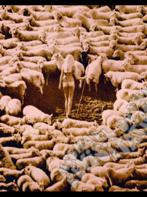 Modèle suédois nu entouré de moutons, de la collection Nude but not rude, London Advertising Photography Carte postale de Michael Joseph