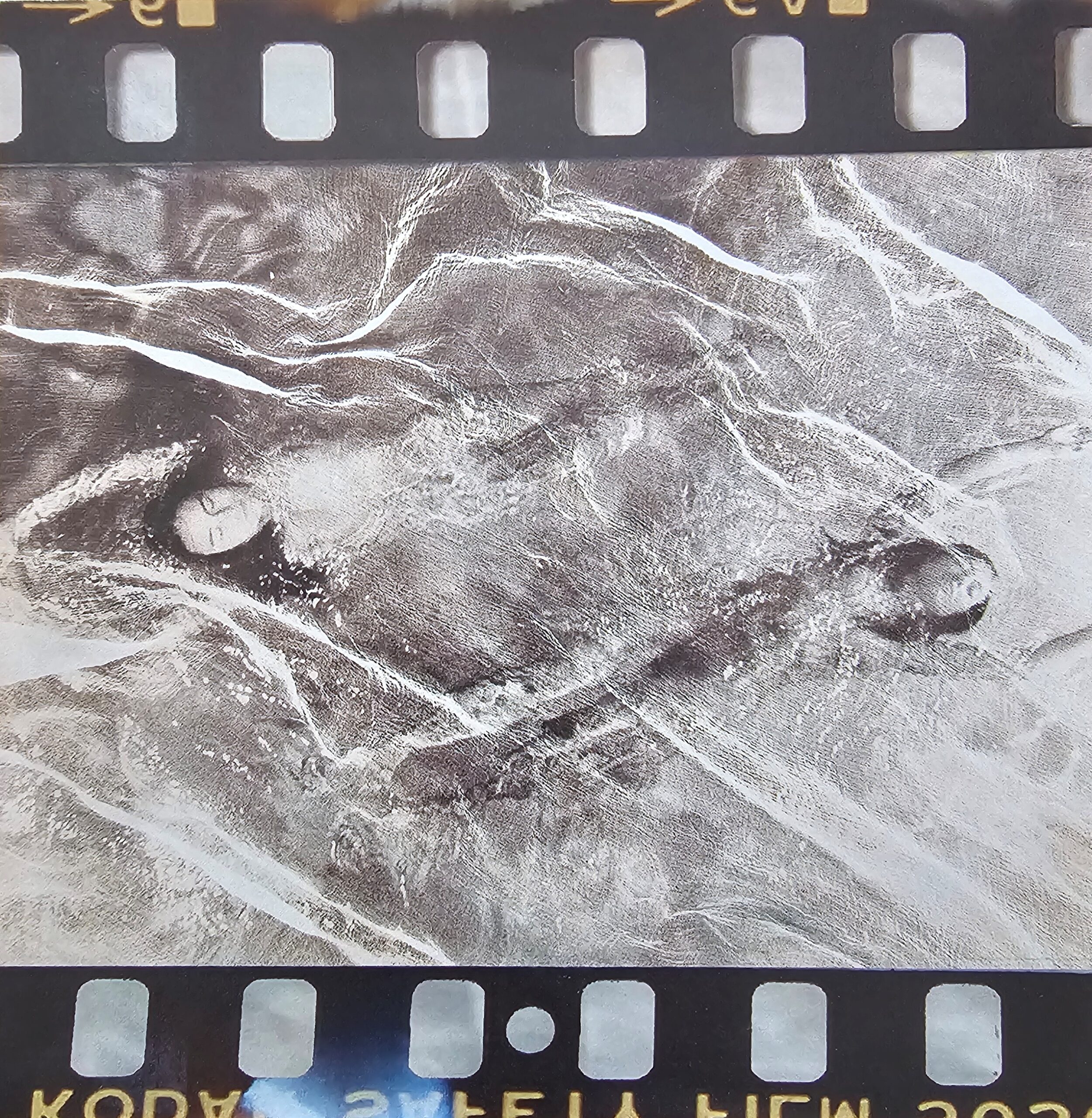 "Nageuses opposées" - deux femmes nues qui se baignent - une carte postale originale d'une photo de Michael Joseph