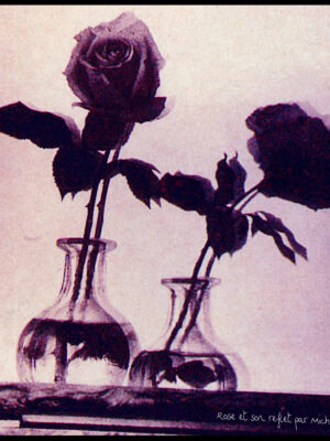 Rose et son reflet, Carte Postale de Michael Joseph