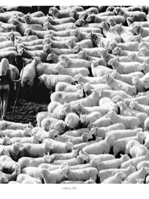Bergère nue dans troupeau de moutons (publicité pour la laine IWF, années 70) – affiche en noir et blanc, photo par Michael Joseph