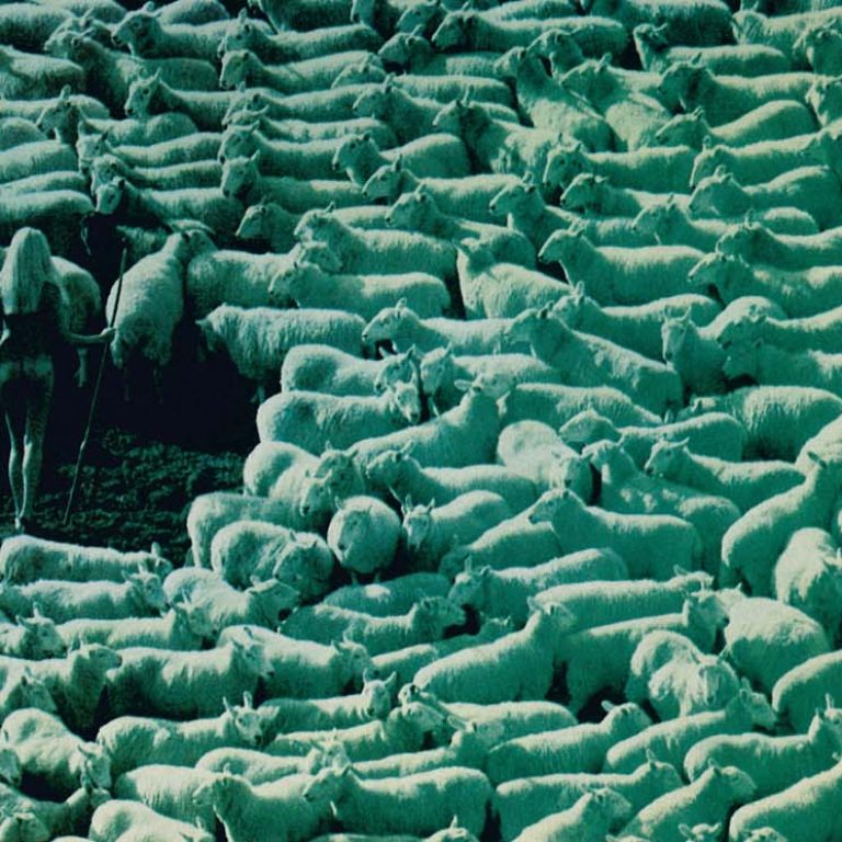 Naked shepherdess surrounded by sheep